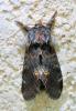 Notodonta dromedarius
